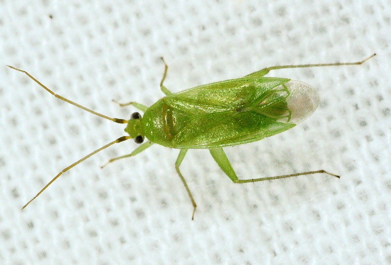 Miridae: Orthotylus cfr. nassatus